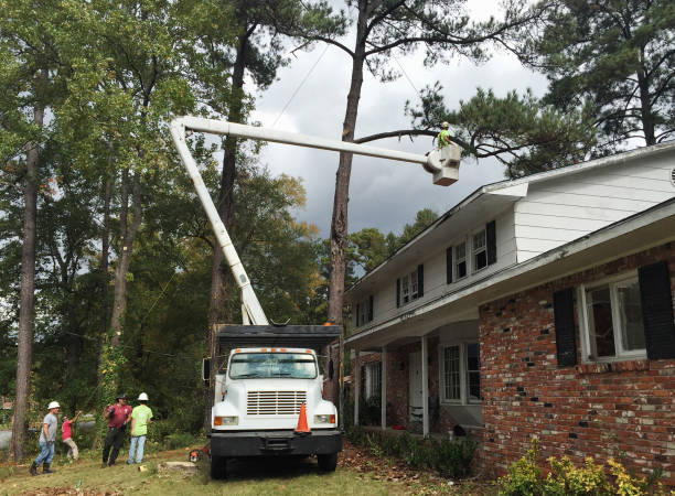 Best Tree Risk Assessment  in Simi Valley, CA