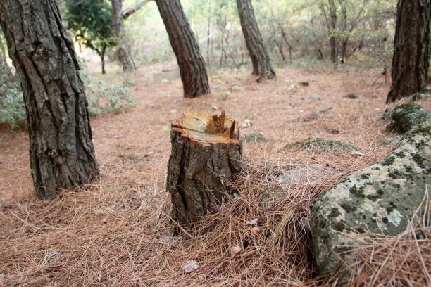 Best Tree Disease Treatment  in Simi Valley, CA