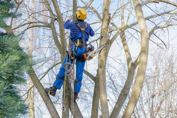 Tree and Shrub Care in Simi Valley, CA