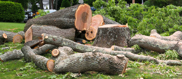 Best Tree Mulching  in Simi Valley, CA