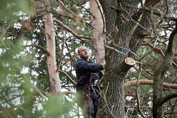 Best Tree Trimming and Pruning  in Simi Valley, CA