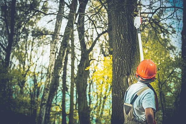 Simi Valley, CA Tree Care Company