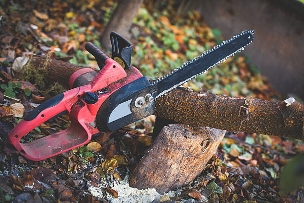 Best Tree Cabling and Bracing  in Simi Valley, CA