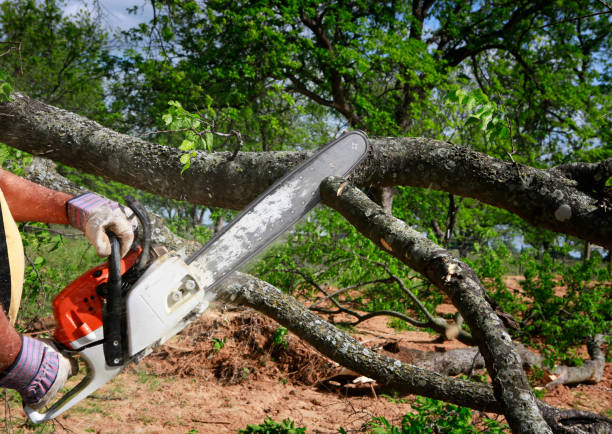 Best Tree Preservation Services  in Simi Valley, CA